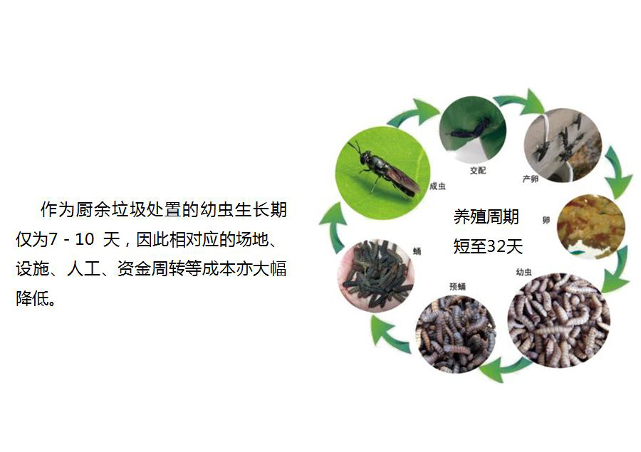 黑水虻怎么處理餐廚垃圾？